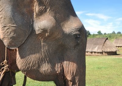 Elephant Experiences