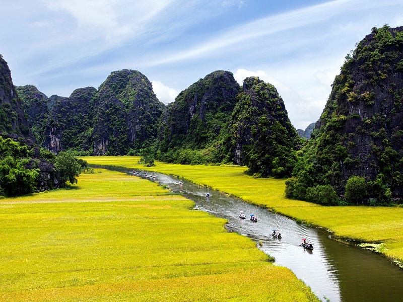 Row-boats amidst the golden rice field and towering karts mountains of Ninh Binh