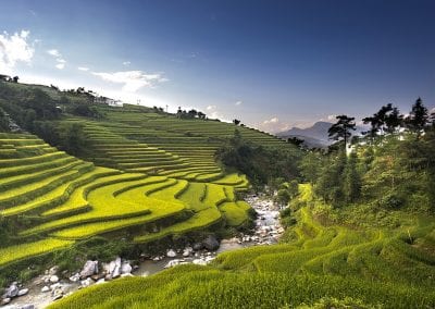 amazing vietnam rice fields