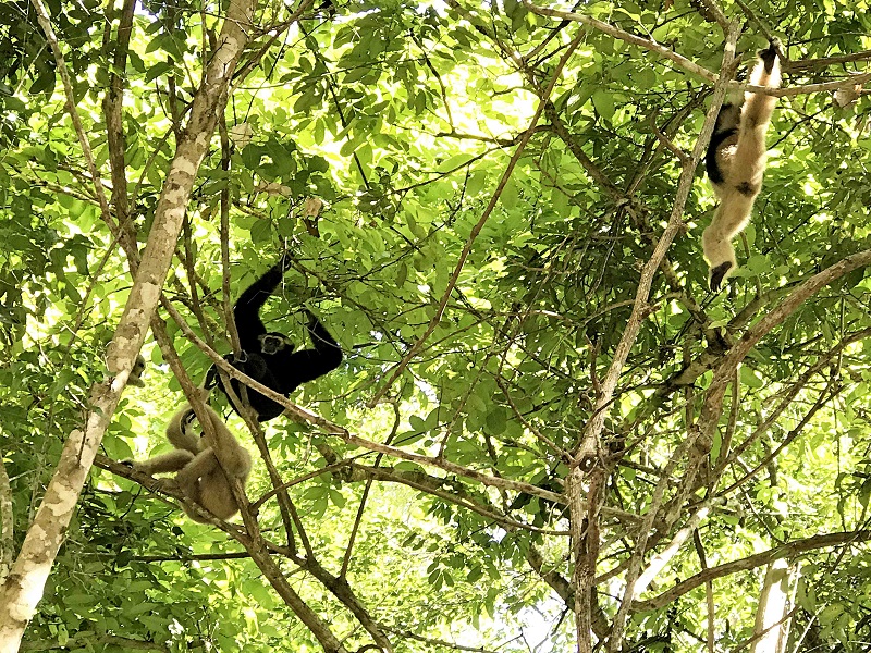 Visit the thought-to-be extinct primate, gibbon, in Cambodia
