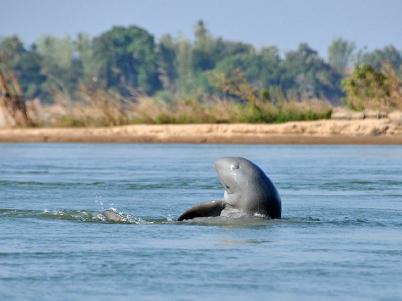 Watch Irrawaddy dolphins in Cambodia